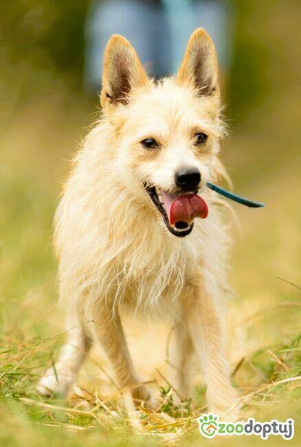 MIKI - cudowny 2 letni psiak do adopcji