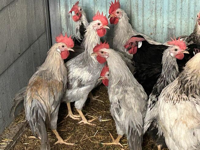 Koguty lawendowe miniory srebrne sasexy