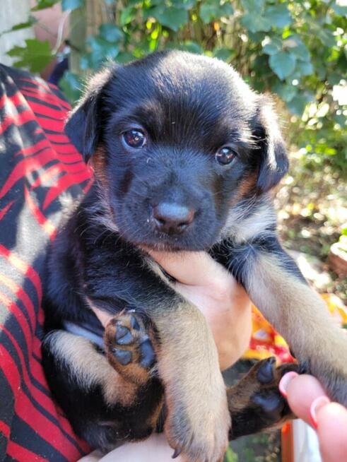 Bajeczka do adopcji