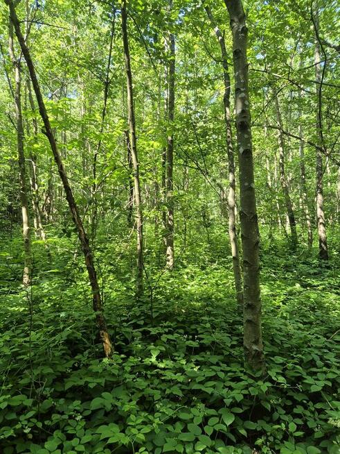 Sprzedam Las 30 ar Stara Wieś gmina Grybów