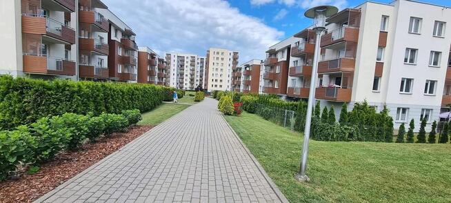 Wycinka przycinka nasadzenia metamorfoza ogrodu