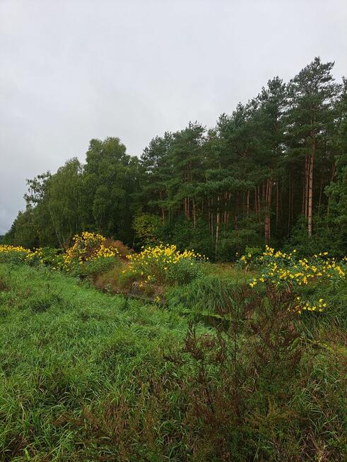 Działka z rozpoczętą budową - obok lasu w Oksie