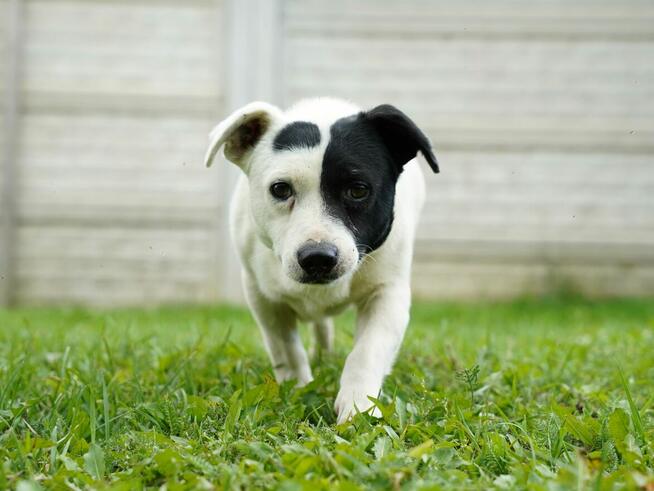 Marynarz - dość młody i mały psiak