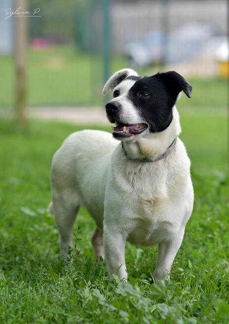 Marynarz - dość młody i mały psiak