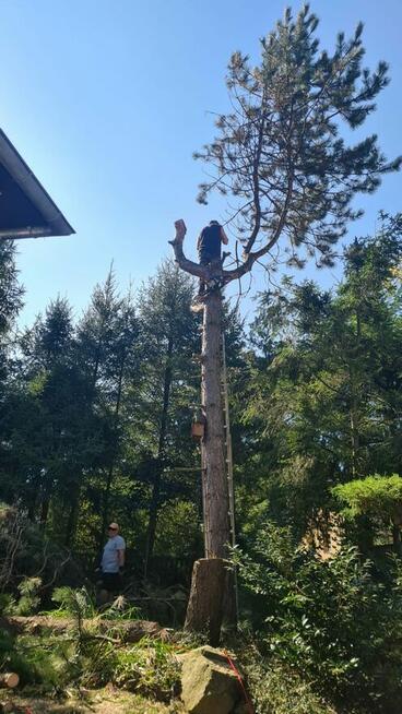 Przycinka drzew wycinka nasadzenia pielęgnacja ogrodów