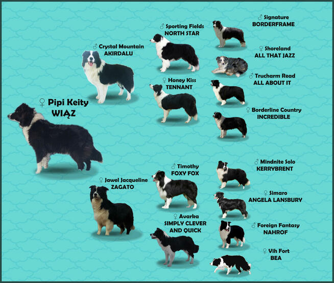 BORDER COLLIE - Rasowy z pełną dok. po świetnych rodzicach
