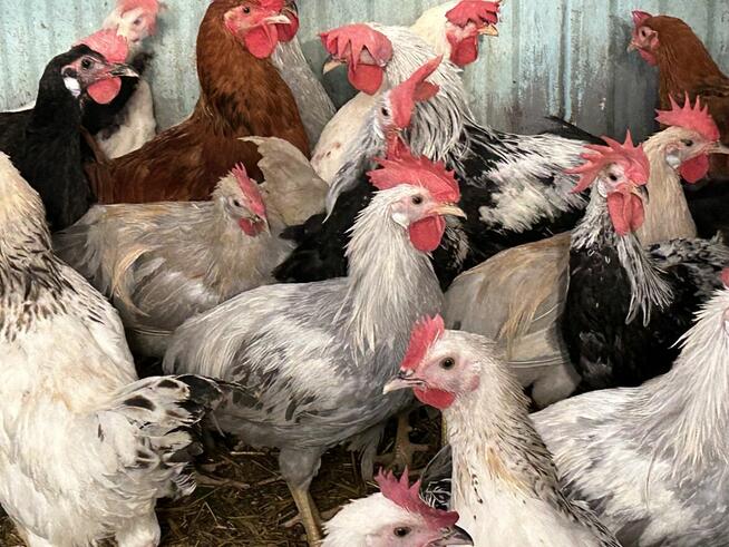 Koguty lawendowe miniory srebrne sasexy