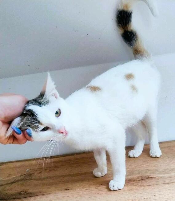 CELINKA - cudowna, miziasta koteczka do adopcji