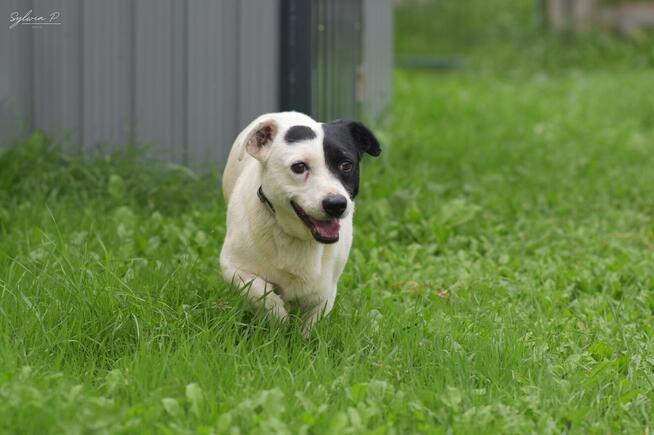 Marynarz - dość młody i mały psiak