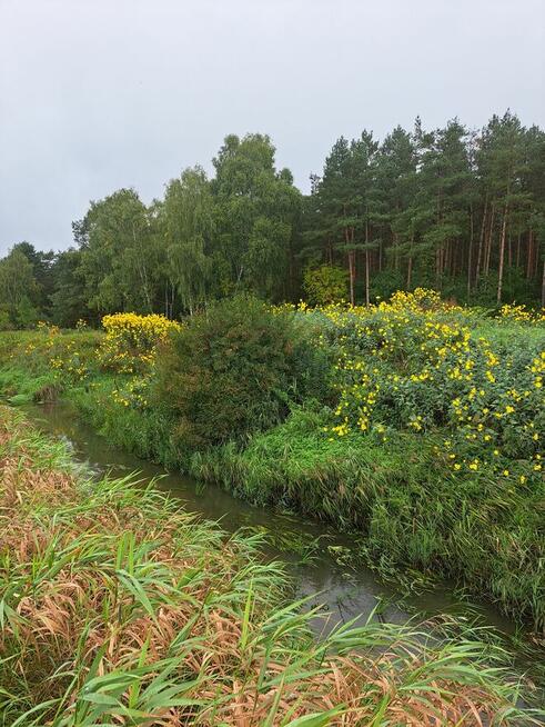 Działka z rozpoczętą budową - obok lasu w Oksie