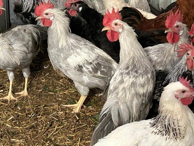 Koguty lawendowe miniory srebrne sasexy