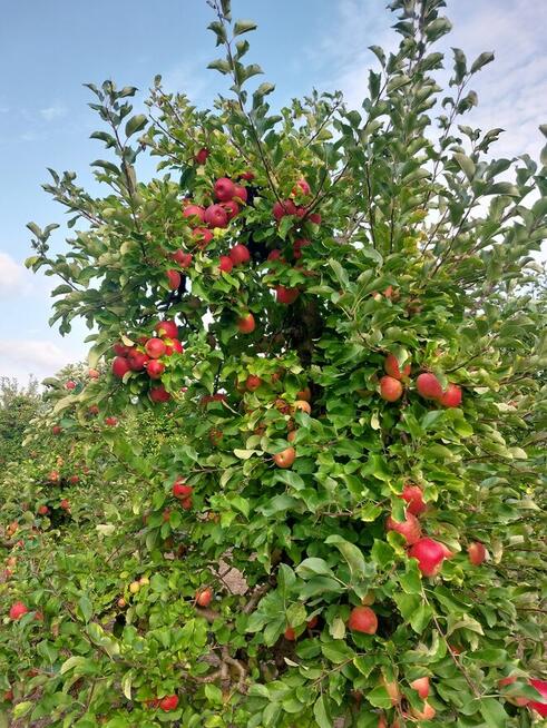 Praca sezonowa przy zbiorze jabłek