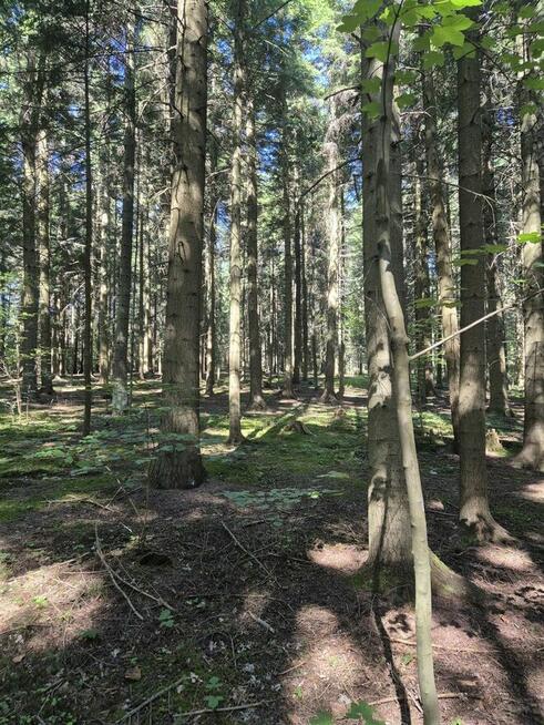 Sprzedam Las 30 ar Stara Wieś gmina Grybów