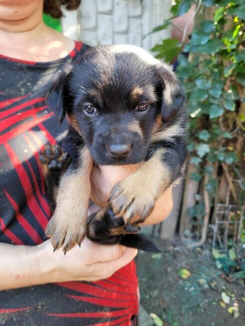 Bajeczka do adopcji