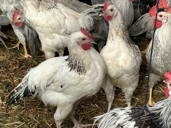 Koguty lawendowe miniory srebrne sasexy