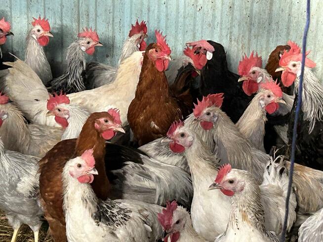 Koguty lawendowe miniory srebrne sasexy