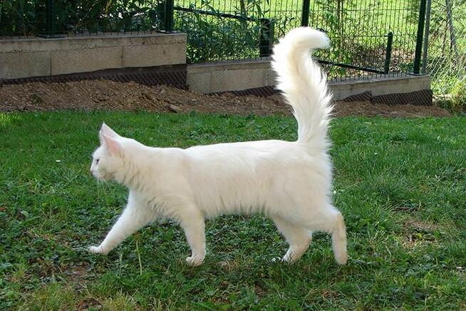 Przygarnę małego kotka