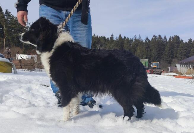 BORDER COLLIE - Rasowy z pełną dok. po świetnych rodzicach