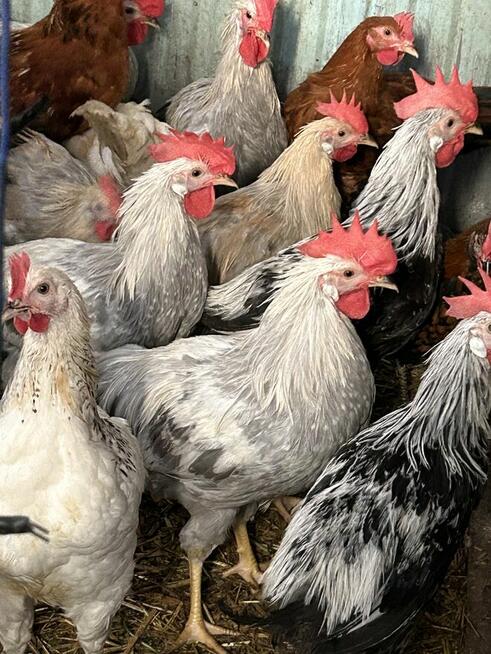 Koguty lawendowe miniory srebrne sasexy