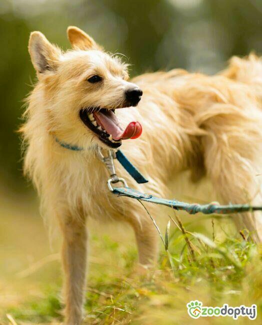 MIKI - cudowny 2 letni psiak do adopcji