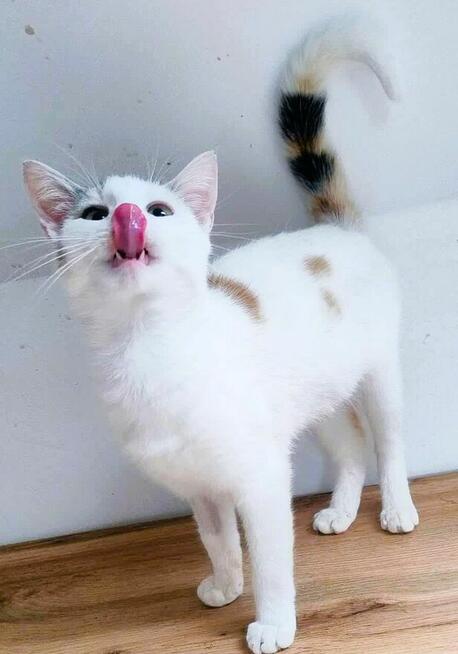 CELINKA - cudowna, miziasta koteczka do adopcji