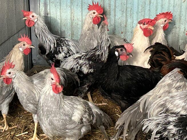 Koguty lawendowe miniory srebrne sasexy