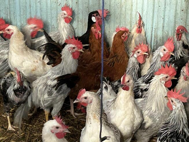 Koguty lawendowe miniory srebrne sasexy