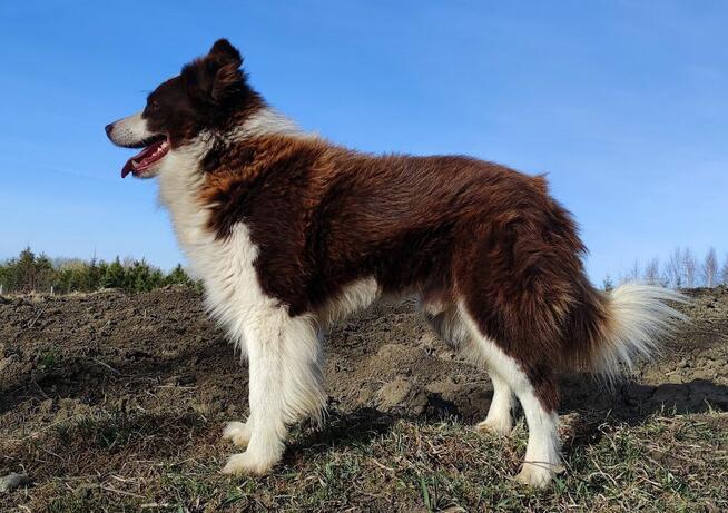 BORDER COLLIE - Rasowy z pełną dok. po świetnych rodzicach