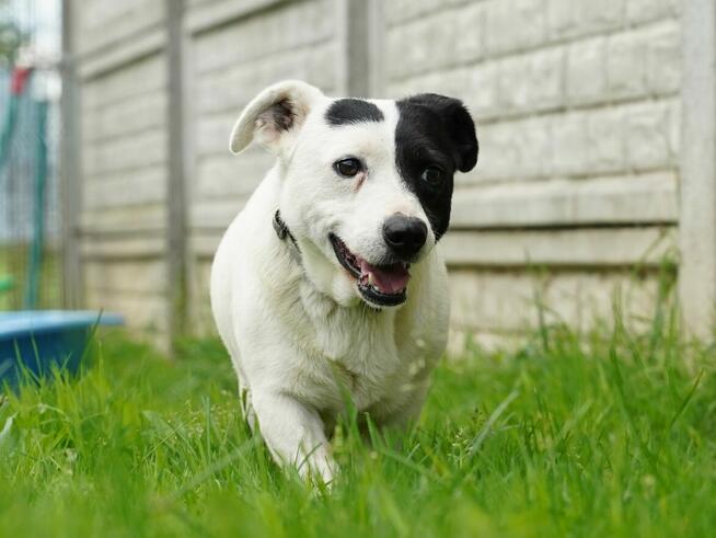 Marynarz - dość młody i mały psiak