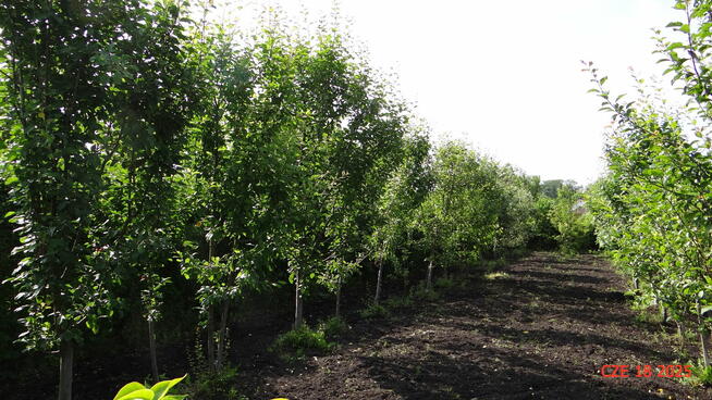 Piła Działka ROD 448m2 Różyckiego