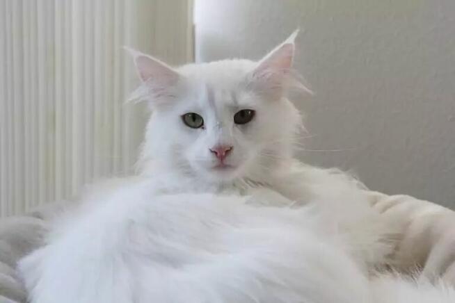 Przygarnę małego kotka