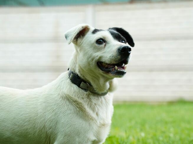 Marynarz - dość młody i mały psiak