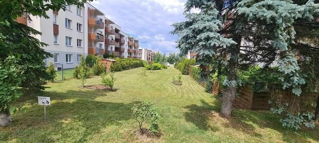 Przycinka drzew wycinka nasadzenia pielęgnacja ogrodów