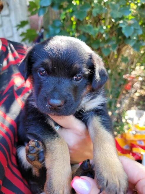 Bajeczka do adopcji