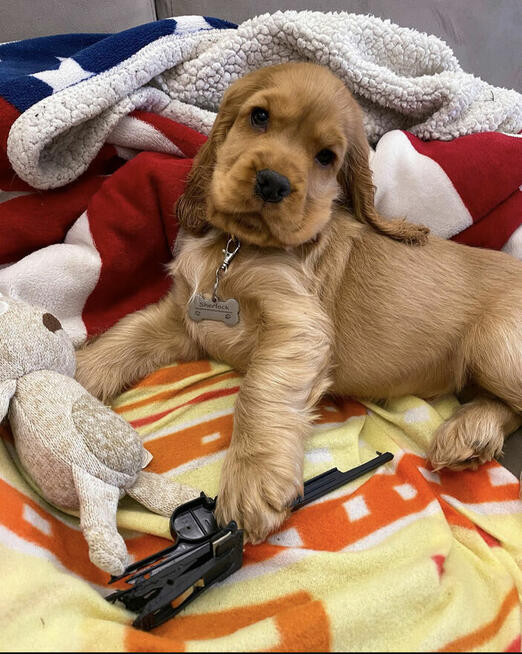 cocker spaniel amerykański. WhatsApp: +49 1512 4985419