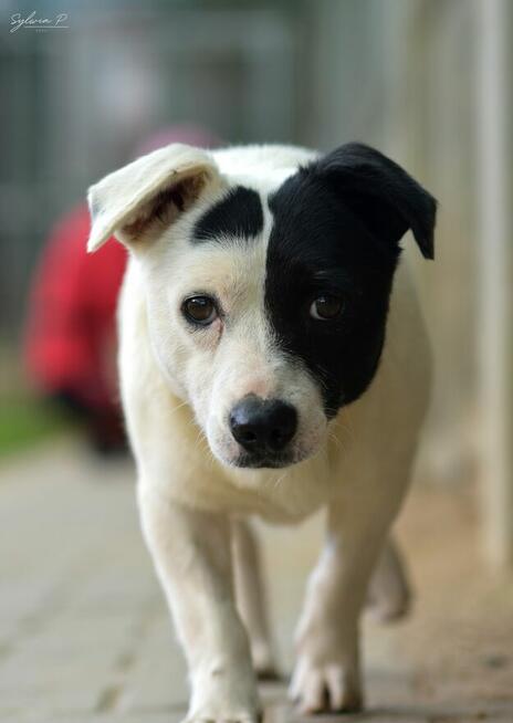 Marynarz - dość młody i mały psiak