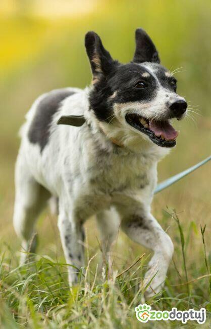 AZOREK - kochany seniorek szuka domu na jesień życia