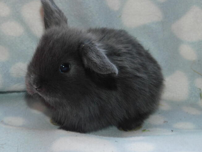 Niebieskie i beżowe baranki mini lop