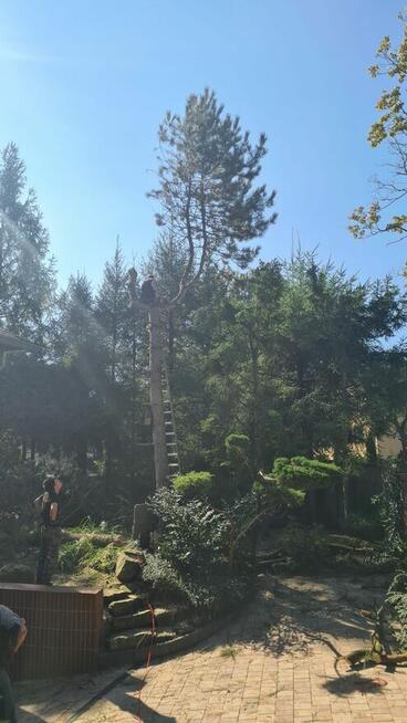 Wycinka przycinka nasadzenia metamorfoza ogrodu