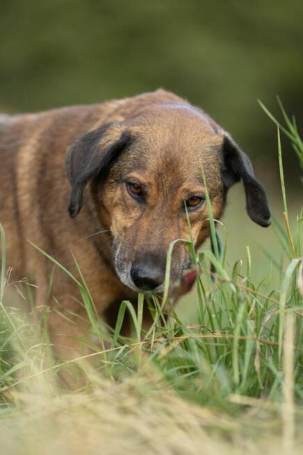 Bodzio do adopcji