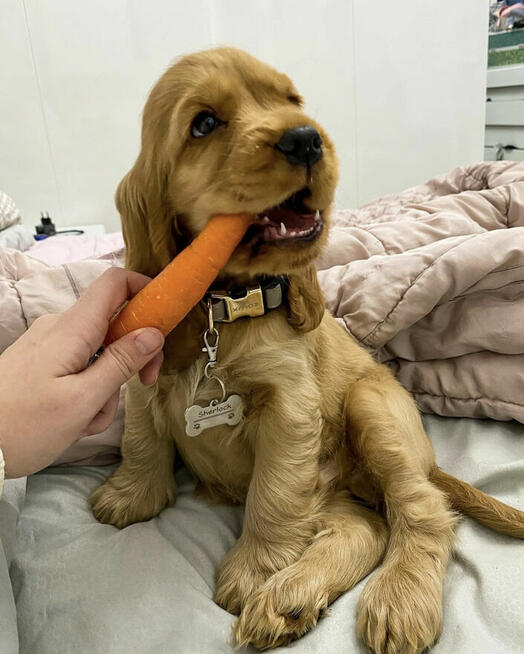 amerykańskiego cocker spaniela.WhatsApp: (+49 1512 4985419)