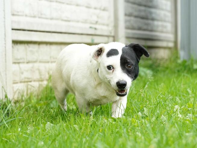 Marynarz - dość młody i mały psiak