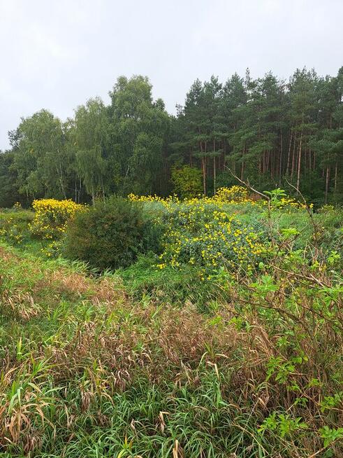 Działka z rozpoczętą budową - las , spokojna okolica Oksa