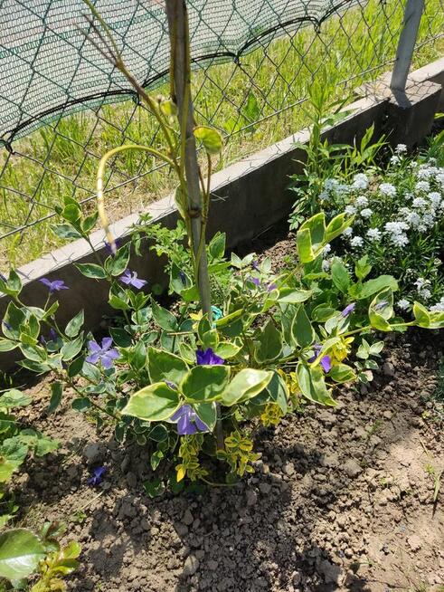 Działka rekreacyjna