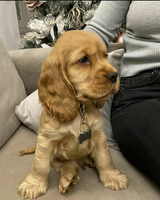 cocker spaniel amerykański. WhatsApp: +49 1512 4985419