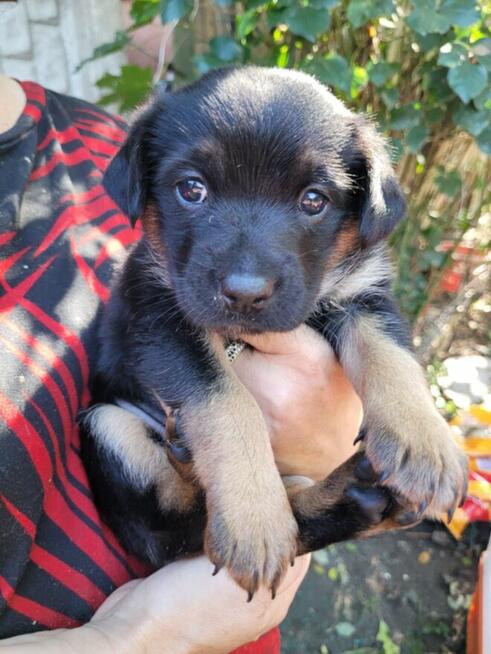 Bajeczka do adopcji