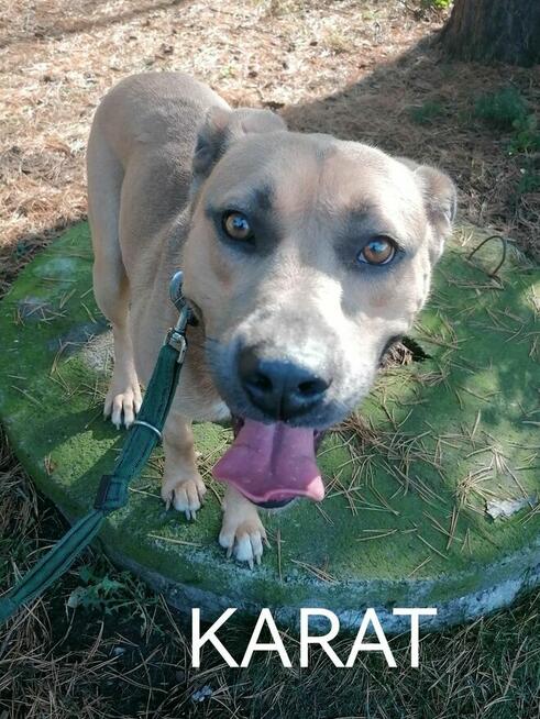 KARAT młody masywny pies poleca się do adopcji
