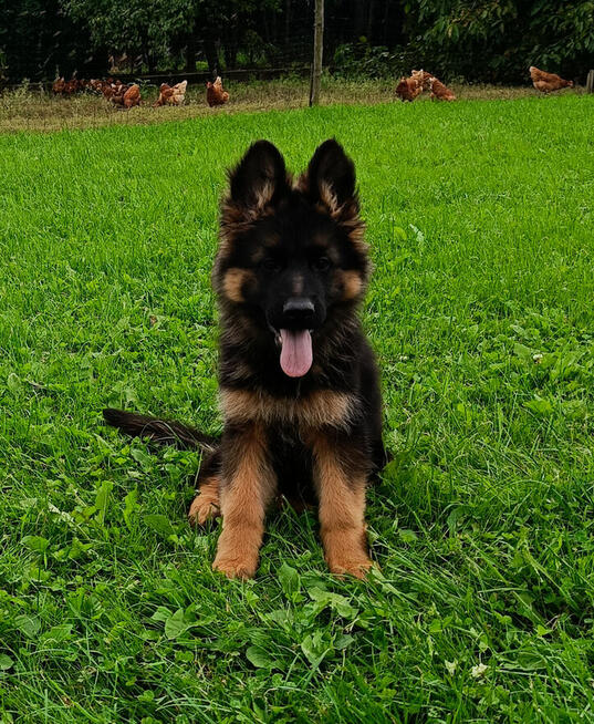 Owczarek niemiecki długowłosy - SZCZENIĘTA FCI