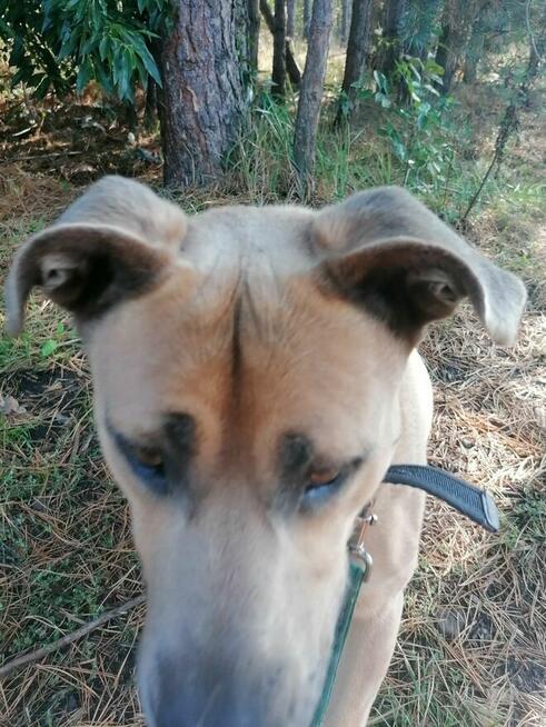 KARAT młody masywny pies poleca się do adopcji