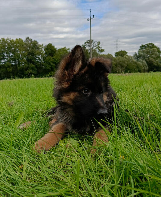 Owczarek niemiecki długowłosy - SZCZENIĘTA FCI